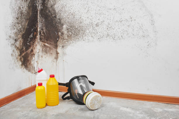 Best Toxic Mold Removal  in Fox Lake, IL