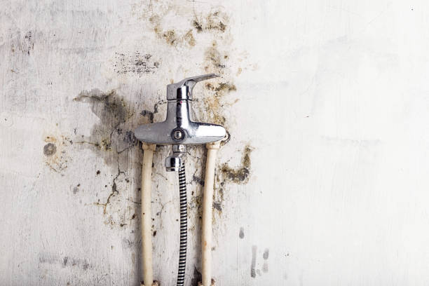 Best Black Mold Removal  in Fox Lake, IL