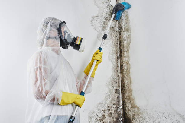 Best Mold Removal Specialists  in Fox Lake, IL