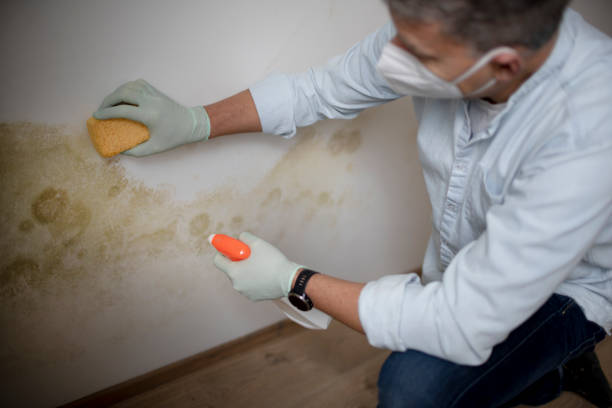 Best Water Damage Restoration  in Fox Lake, IL