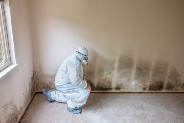 Best Mold Damage Repair  in Fox Lake, IL