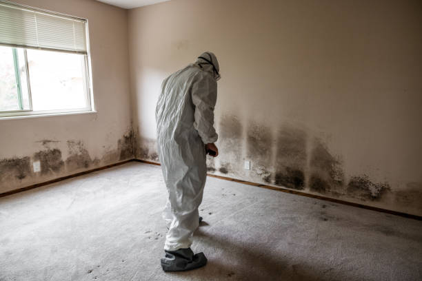 Best Best Mold Removal Companies  in Fox Lake, IL