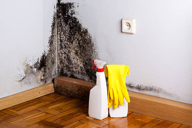 Best Mold Testing  in Fox Lake, IL