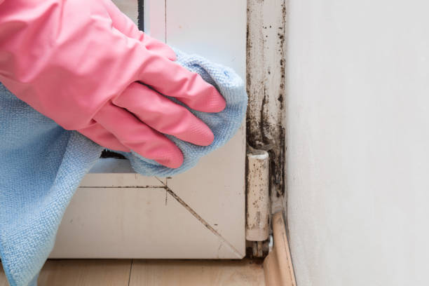 Best Certified Mold Removal  in Fox Lake, IL
